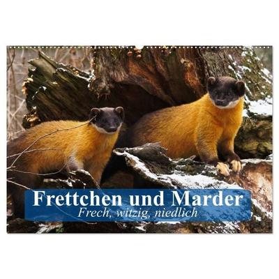 Frettchen und Marder. Frech, witzig, niedlich (Wandkalender 2026 DIN A2 quer), CALVENDO Monatskalender