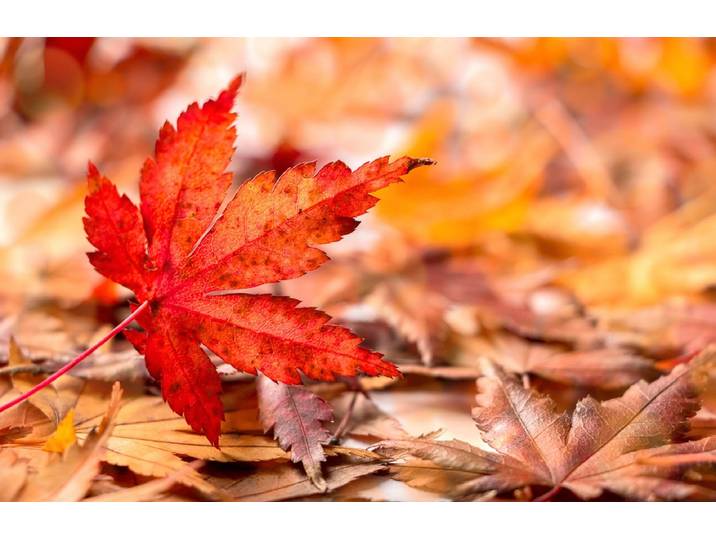 Papermoon HERBST-BLÄTTER-AHORN MAKRO ABSTRAKT KUNST WIESE TEXTUR