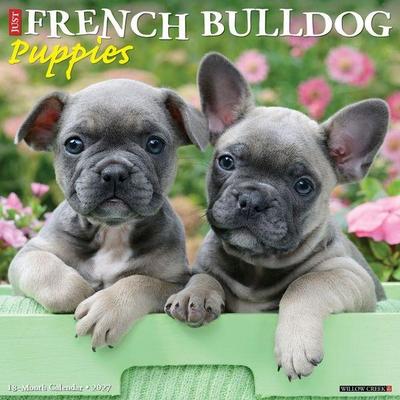 French Bulldog Puppies 2027 12 X 12 Wall Calendar