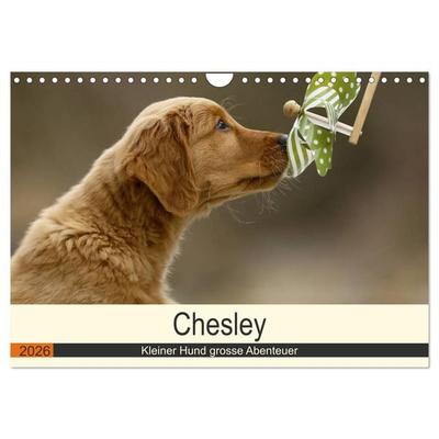 Chesley Kleiner Hund grosse Abenteuer (Wandkalender 2026 DIN A4 quer), CALVENDO Monatskalender