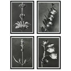 POSTER Set mit 4 langer Blätter Blumen und Pflanzen in Grausteinen A4 Rahmenlos
