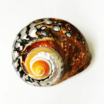 Uplift Curations Natural Turban Seashell Decor Large Turbo Snail Shell Ornament 2.363.15 In
