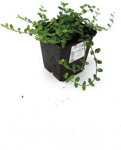 Pflanzen Kleinblättrige Teppichspindel 'Minimus' 0,5 l Container, Bodendecker