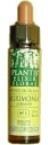 Artesania Agrícola Hainbuche Plantis Nr. 17 10 ml