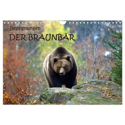 Begegnungen DER BRAUNBÄR (Wandkalender 2027 DIN A4 quer), CALVENDO Monatskalender