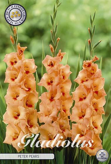 Sam van Schooten Gladiole Peter Pears (10 stuks)