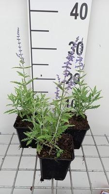 6 x Perovskia atriplifolia Lacey Blue lislitt Blauwe reuklaurier in pot van 9 x 9 cm van GRDplanten