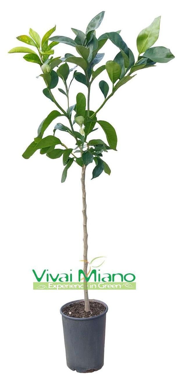 Vivai Miano Grapefruitplant Star Ruby of Rosa