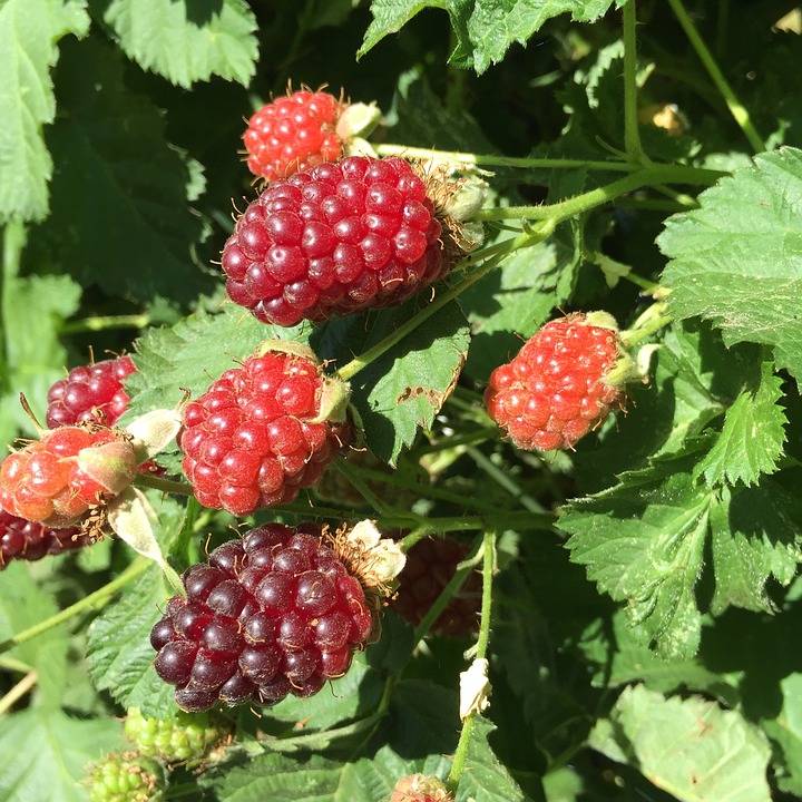 Pflanzen Obststrauch Brombeere 2 L Eck-Container