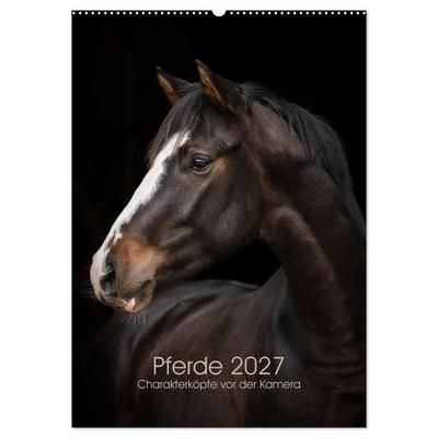 Pferde 2027 - Charakterköpfe vor der Kamera (Wandkalender 2027 DIN A2 hoch), CALVENDO Monatskalender
