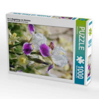CALVENDO Puzzle Iris in Begleitung von Akeleien | 1000 Teile Lege-Größe 64x48cm Foto-Puzzle für glückliche Stunden