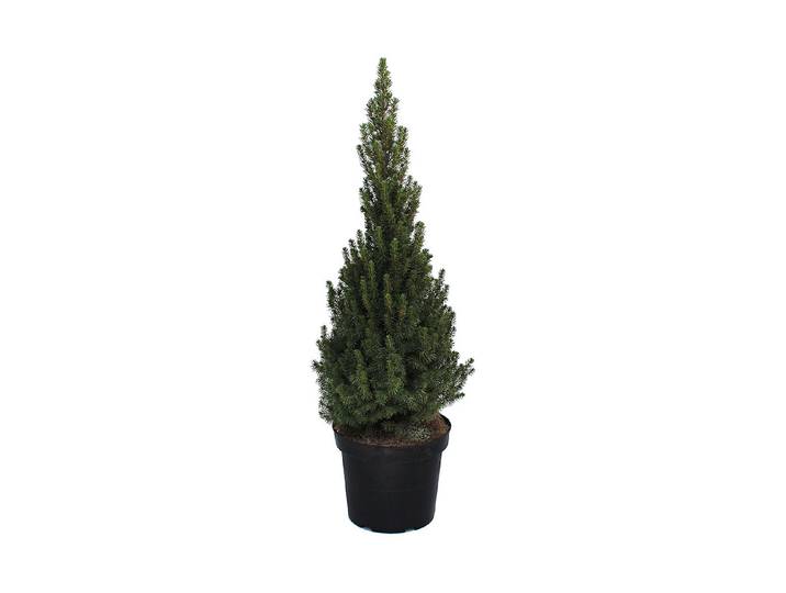 Zuckerhutfichte - Picea glauca Conica 60-70cm inklusive Topf
