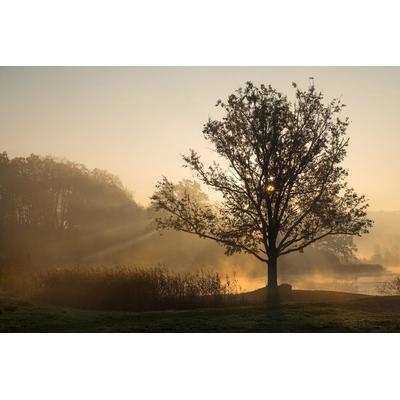 Fototapete PAPERMOON "Baum im Feld", bunt, B:2,5m L:1,86m, Vlies, Tapeten