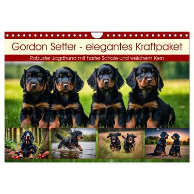 Gordon Setter - elegantes Kraftpaket (Wandkalender 2026 DIN A4 quer), CALVENDO Monatskalender