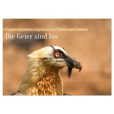 Die Geier sind los (Wandkalender 2026 DIN A4 quer), CALVENDO Monatskalender