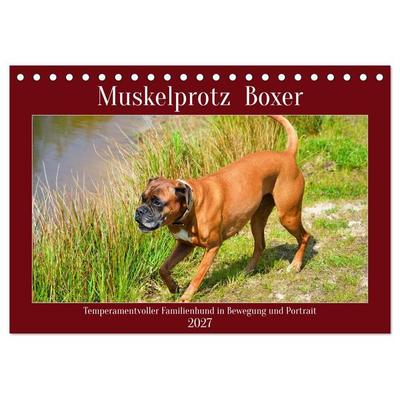 Muskelprotz Boxer (Tischkalender 2027 DIN A5 quer), CALVENDO Monatskalender