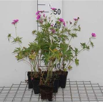 6 x Geranium hybride Patricia Pelargonium, potmaat 9 x 9 cm