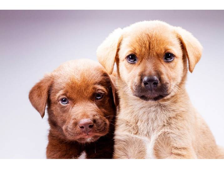 Fototapete PAPERMOON Hunde , bunt, B:1,5m L:1,11m, Vlies, Tapeten, Fototapete
