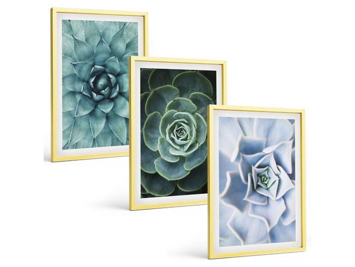 BILDER SET 3er Set - 40x60 cm Goldrahmen - Sukkulente Pflanzen grün türkis