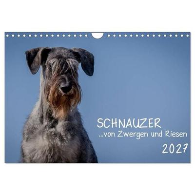 Schnauzer... von Zwergen und Riesen 2027 (Wandkalender 2027 DIN A4 quer), CALVENDO Monatskalender