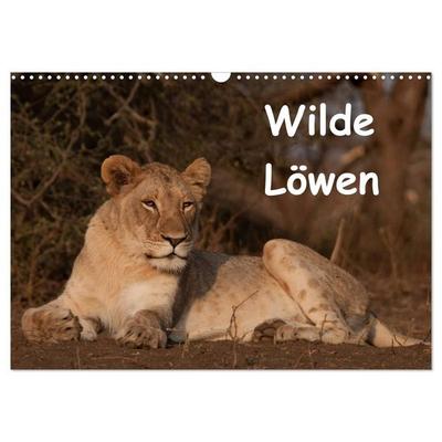 Wilde Löwen (Wandkalender 2027 DIN A3 quer), CALVENDO Monatskalender