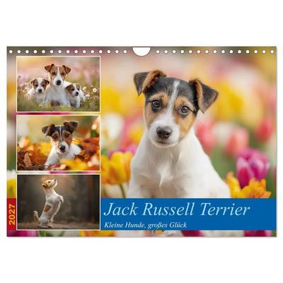 Jack Russell Terrier (Wandkalender 2027 DIN A4 quer), CALVENDO Monatskalender