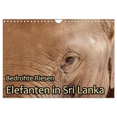 Bedrohte Riesen - Elefanten in Sri Lanka (Wandkalender 2026 DIN A4 quer), CALVENDO Monatskalender