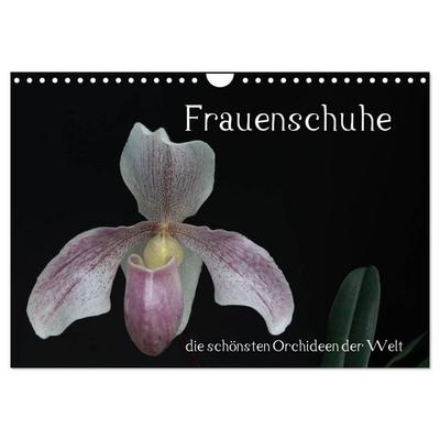 Frauenschuhe - die schönsten Orchideen der Welt (Wandkalender 2027 DIN A4 quer), CALVENDO Monatskalender