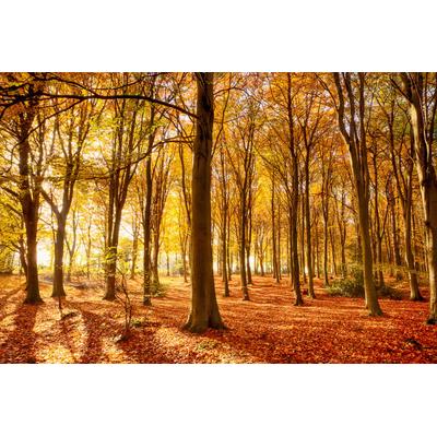Papermoon "Herbstwald"