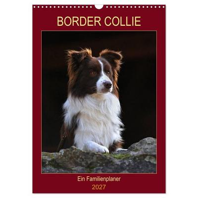 Border Collie - Ein Familienplaner (Wandkalender 2027 DIN A3 hoch), CALVENDO Monatskalender