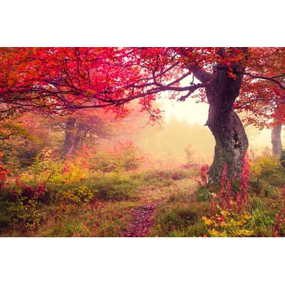 Fototapete PAPERMOON "Autumn Trees", bunt, B:3m L:2,23m, Vlies, Tapeten