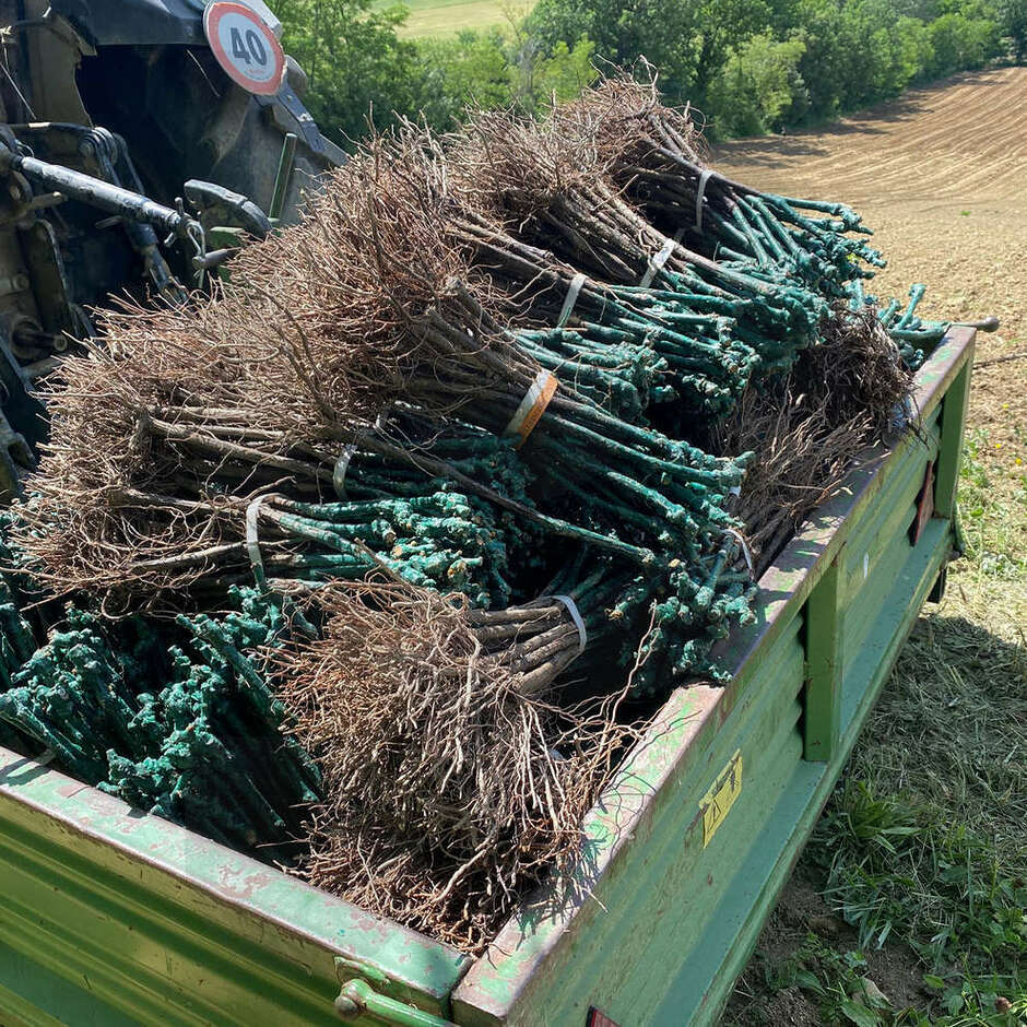Vivai Rauscedo Plants de vigne Fleurtai (100 pièces)