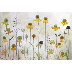 FOTOTAPETE Zarte Helenium Blüten 384/255 cm