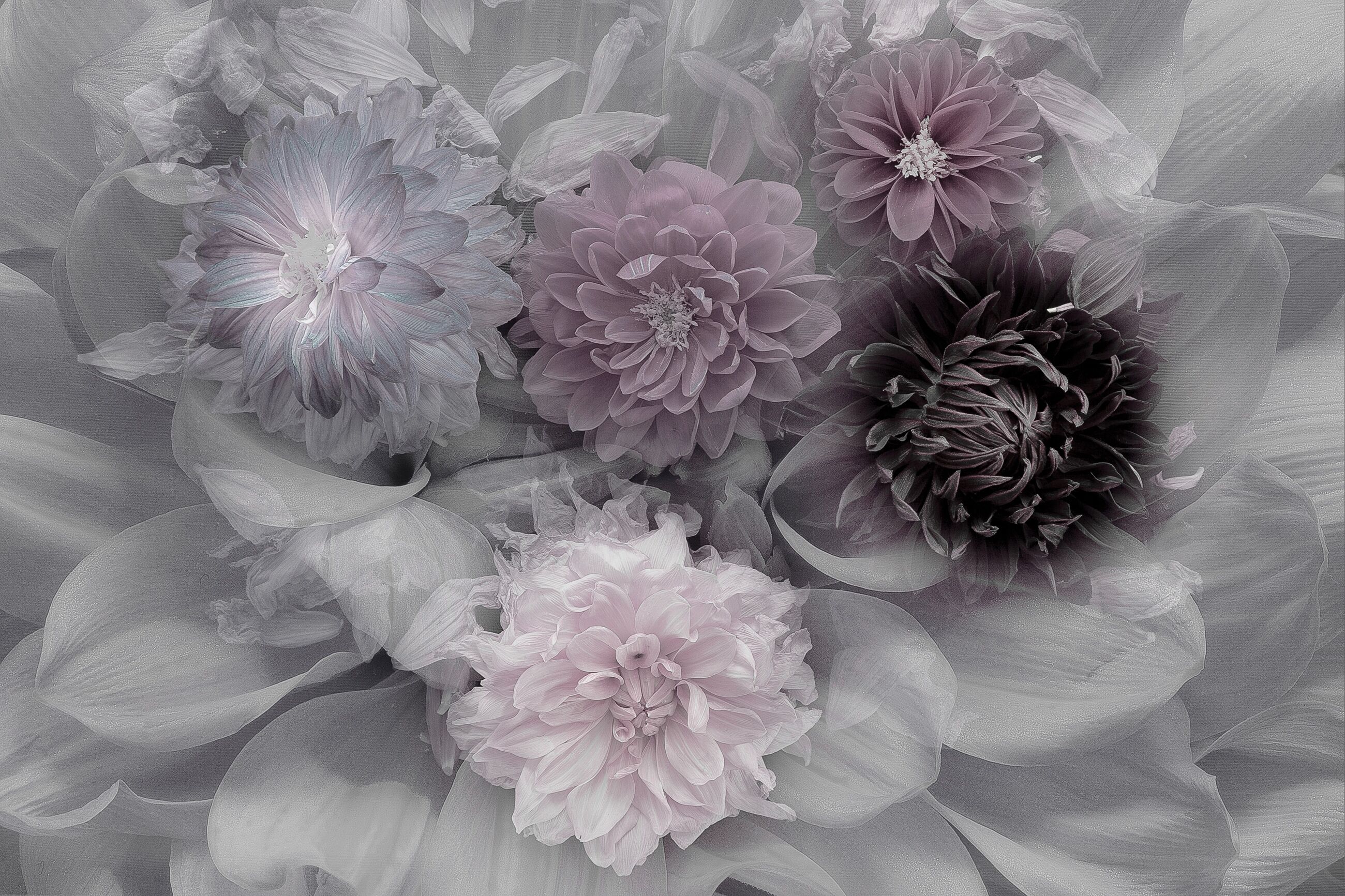 Fototapete PAPERMOON "Photo-Art INGE SCHUSTER, DAHLIA DREAM", bunt, B:3m L:2,23m, Vlies, Tapeten, Fototapete bunt B/L: 3m x 2,23m, Bahnen: 6 Stk.