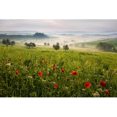 Fototapete PAPERMOON "Photo-Art DANIEL Å˜EÅ˜ICHA, TOSKANISCHER FRÜHLING", bunt, B:5m L:2,8m, Vlies, Tapeten
