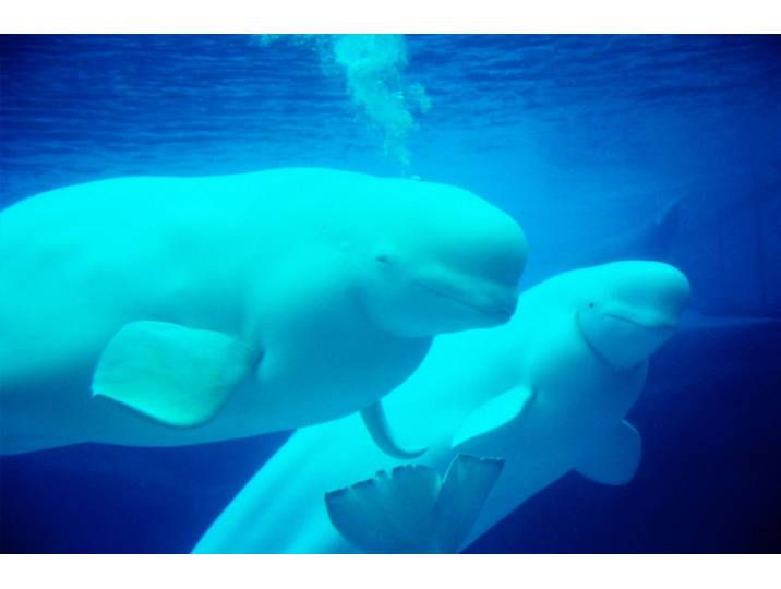 Fototapete PAPERMOON Beluga Whales , bunt, B:3,5m L:2,6m, Vlies, Tapeten, Fototapete