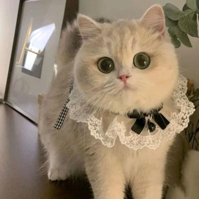 Uplift Picks Princess Style Cat Collar Lace Ribbon Bowtie Necklace With Bell For Cats And Small Dogs 01