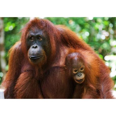Fototapete PAPERMOON "Orang-Utan mit Baby", bunt, B:4,5m L:2,8m, Vlies, Tapeten