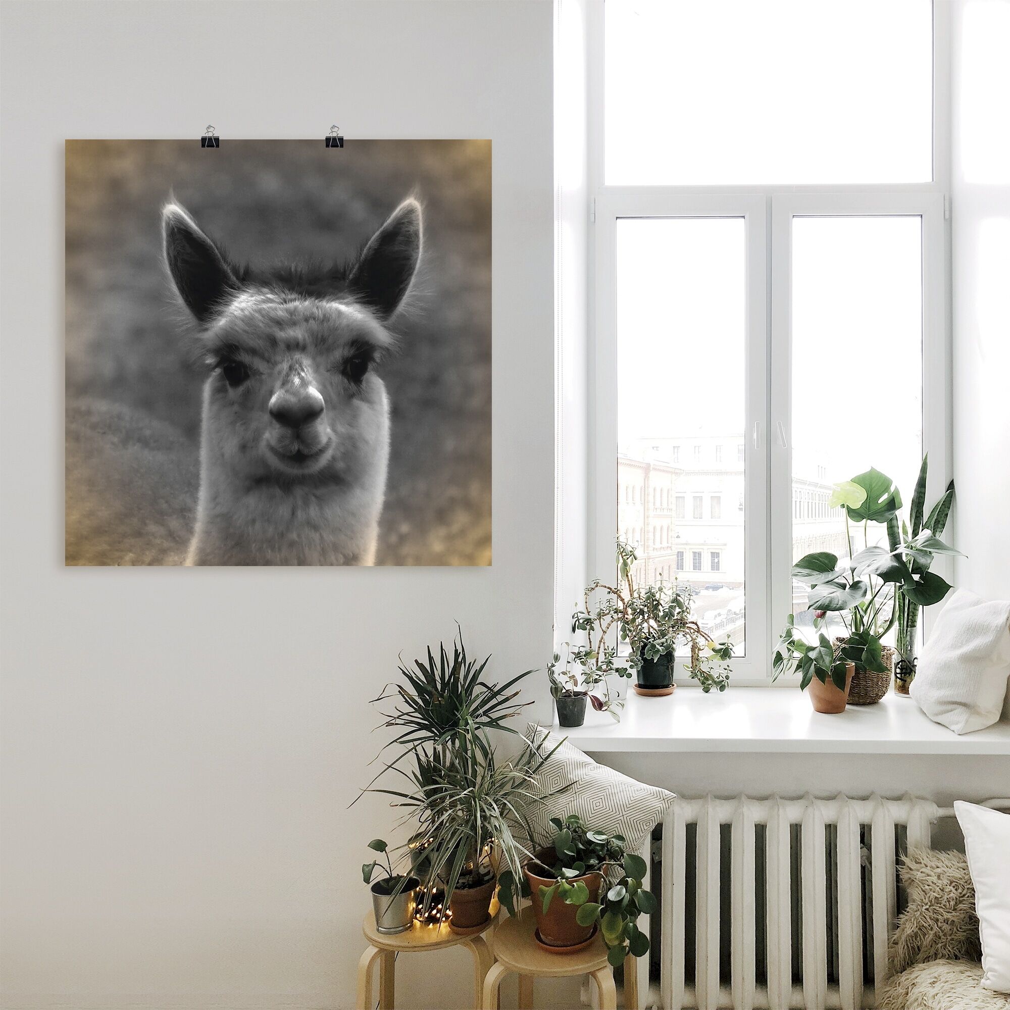 Poster ARTLAND "Alpaka Blick", beige (farbe bild(er): naturfarben), B:30cm H:30cm, Bilder, Poster, ohne Rahmen farbe bild(er): naturfarben B/H/T: 30cm x 30cm, Poster Wildtiere quadratisch, 1 Stk.