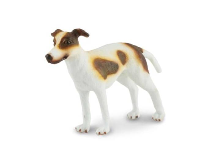 Collecta windhond, puppy