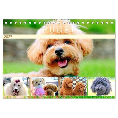 Pudel. Lustige Allrounder im Wollfell (Tischkalender 2027 DIN A5 quer), CALVENDO Monatskalender