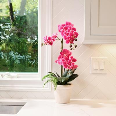 Regency International "23"" Phalaenopsis 3 buds And Fern In Terracotta Pot"