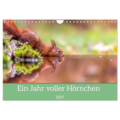 Ein Jahr voller Hörnchen (Wandkalender 2027 DIN A4 quer), CALVENDO Monatskalender