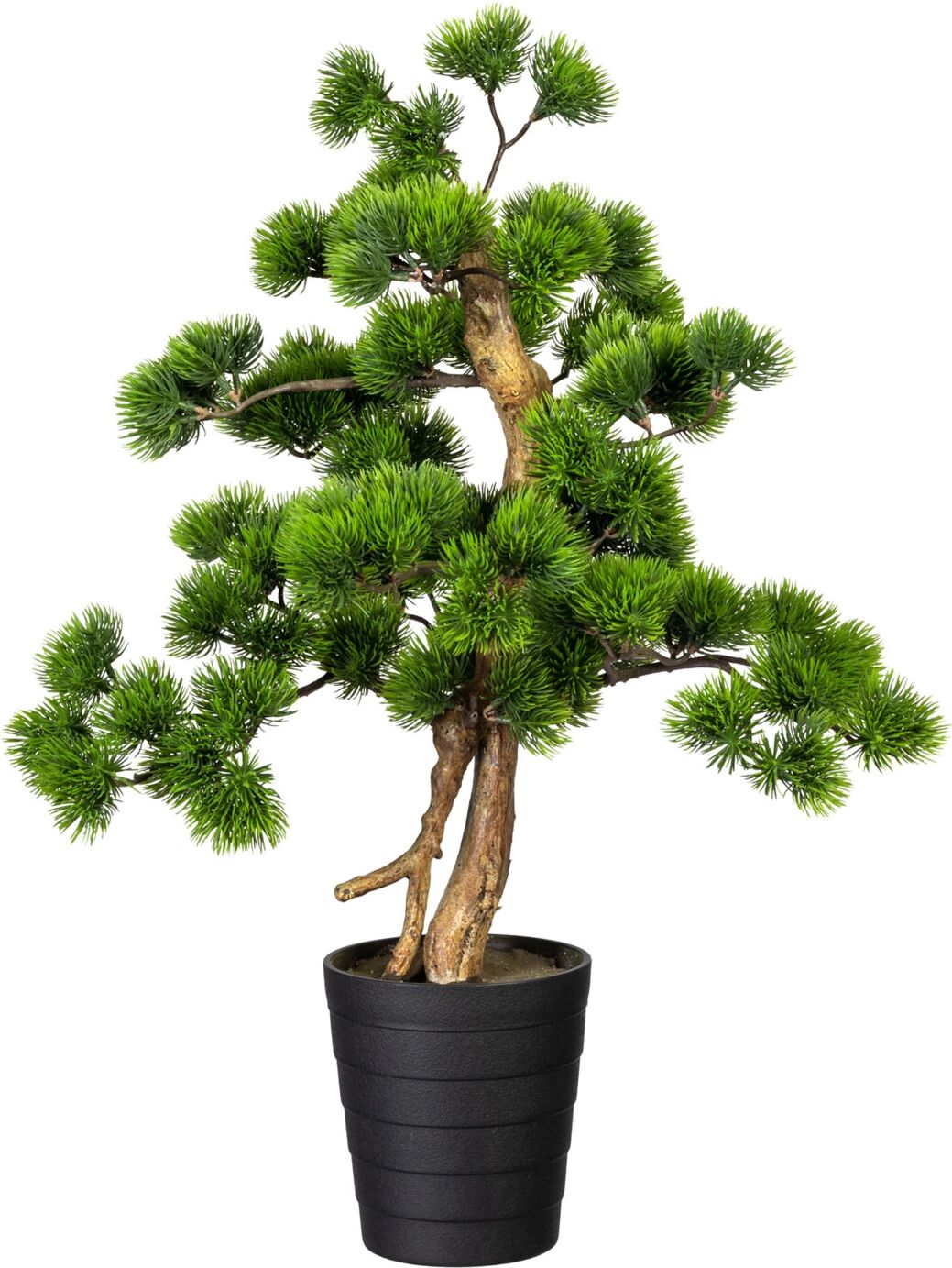 Gasper Bonsai Kiefer im Topf H: 90 cm