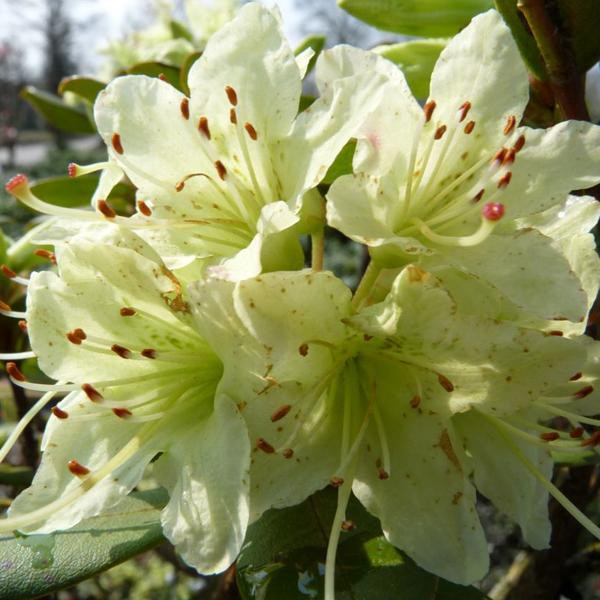 Rhododendron Shamrock Arborix in pot 20-30 cm