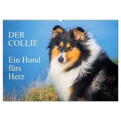Der Collie - ein Hund fürs Herz (Wandkalender 2026 DIN A2 quer), CALVENDO Monatskalender