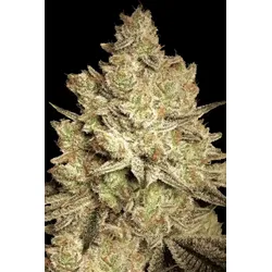 Paradise Seeds Jacky  White 5 Samen - 5
