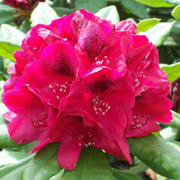 Rhododendron Lord Roberts Arborix, 40-50 cm