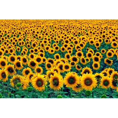 Fototapete PAPERMOON "Field of Sunflowers", bunt, B:3,5m L:2,6m, Vlies, Tapeten