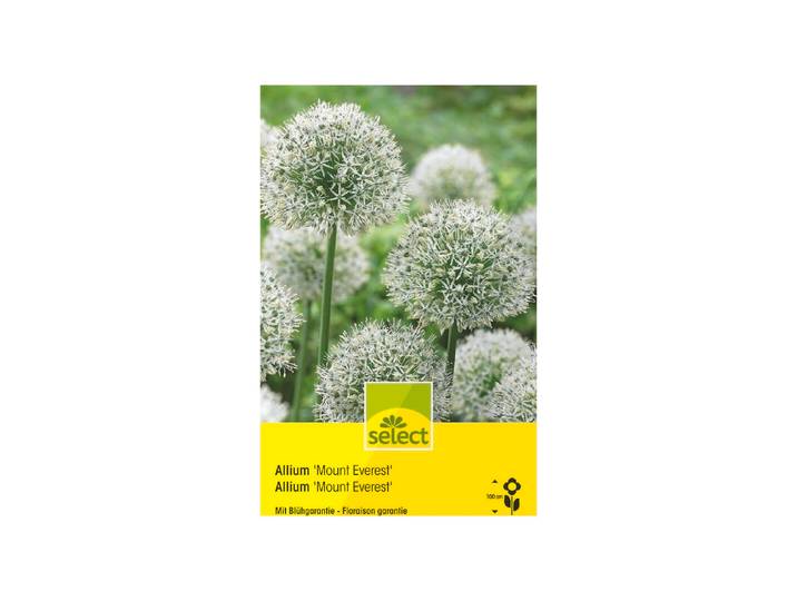 Select Allium Mount Everest